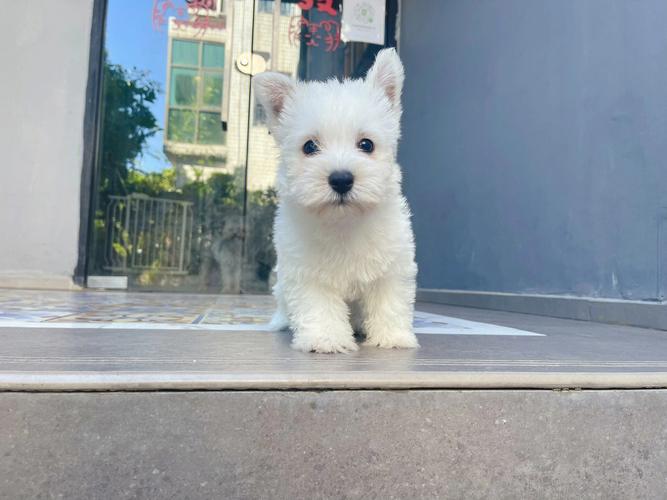 没断奶的西高地犬喂什么(西高地幼犬饲养指南)