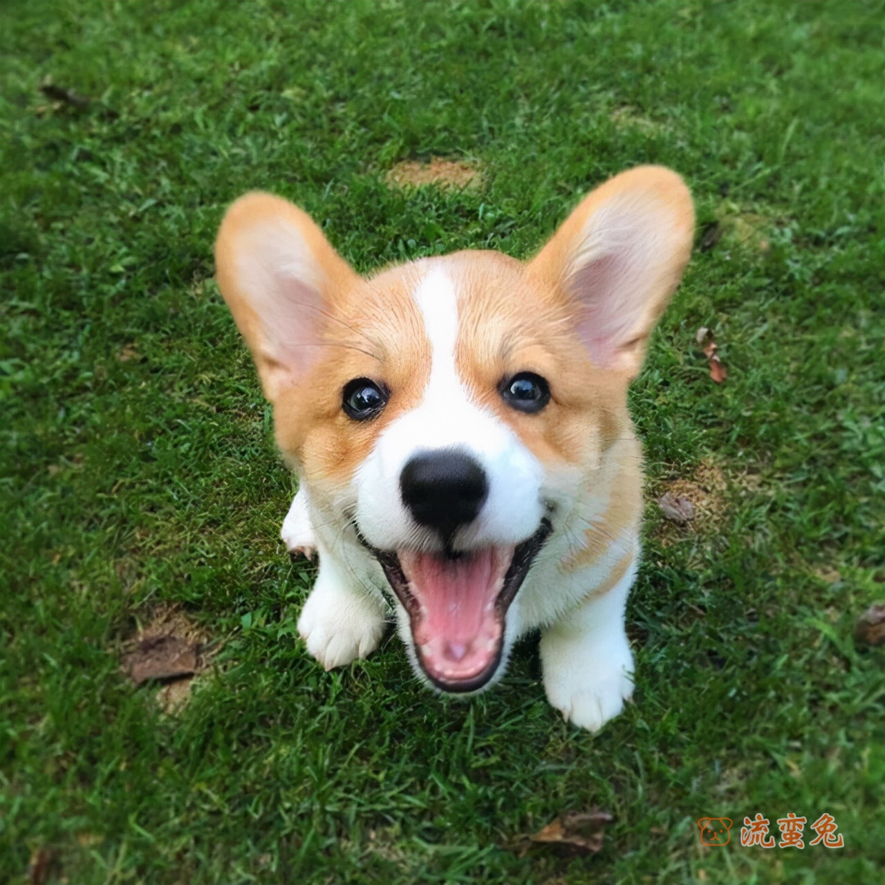 柯基犬吐黄色液体怎么回事(原因介绍)