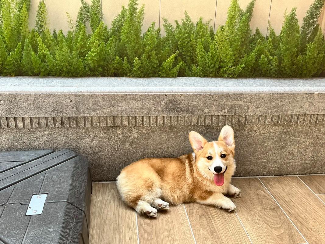 柯基幼犬怎么喂养(柯基幼犬喂食方法及注意事项)
