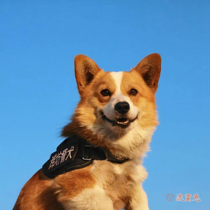 柯基犬属于小型犬还是中型犬(了解柯基犬犬类属性)