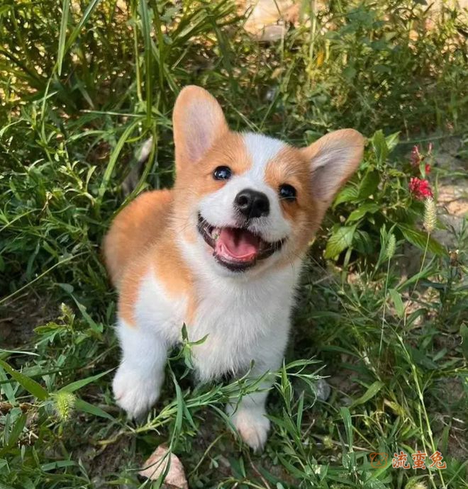 柯基犬有哪些疾病(有关柯基犬疾病及预防方法介绍)