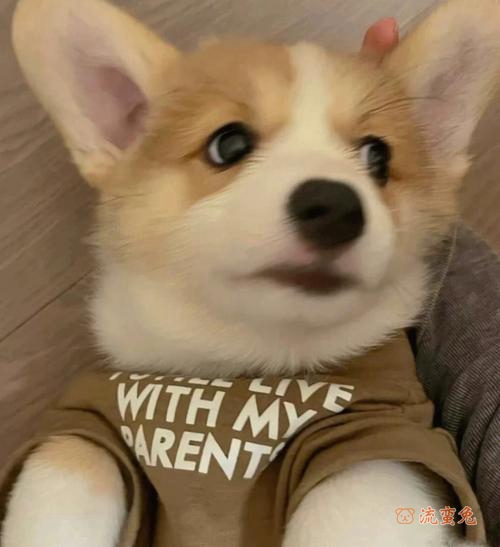 柯基犬可以长多大(有关柯基犬体型介绍)