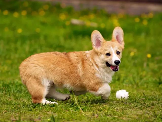 柯基犬可以吃鸡蛋吗(柯基犬吃鸡蛋注意事项)