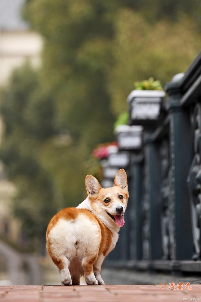 柯基犬好养吗(柯基犬养护相关方法介绍)