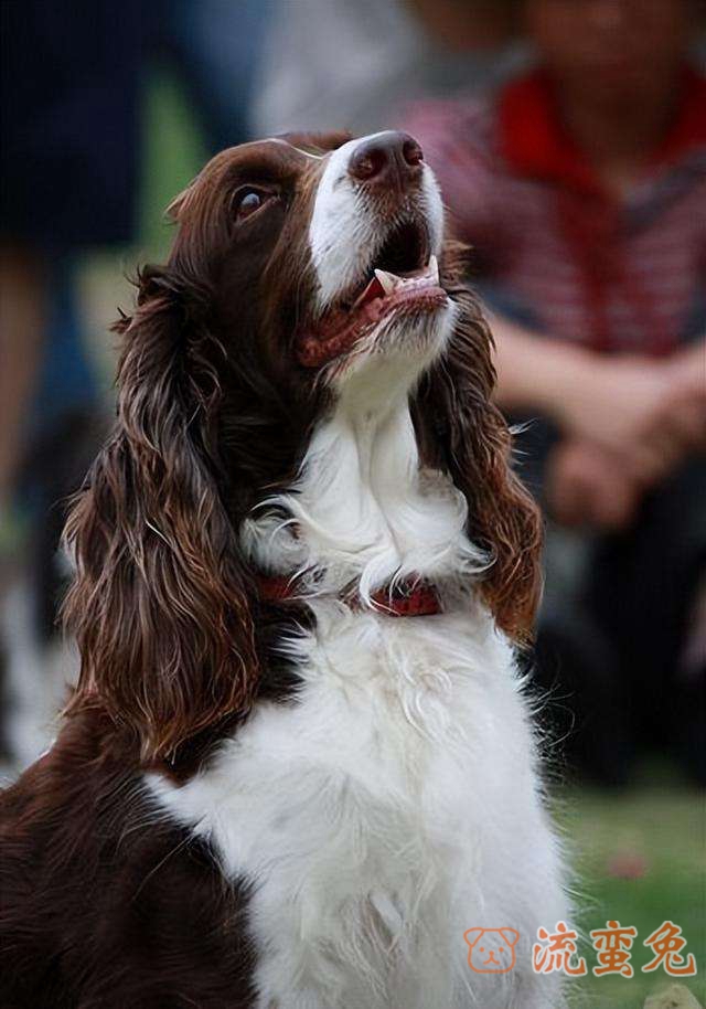 怎么看可卡犬是不是纯种的(纯种可卡犬辨别方法介绍)