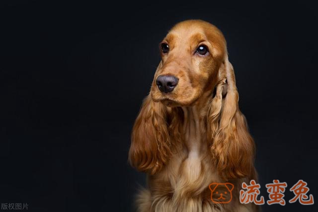 可卡犬食量大吗(了解可卡犬的真实食量)