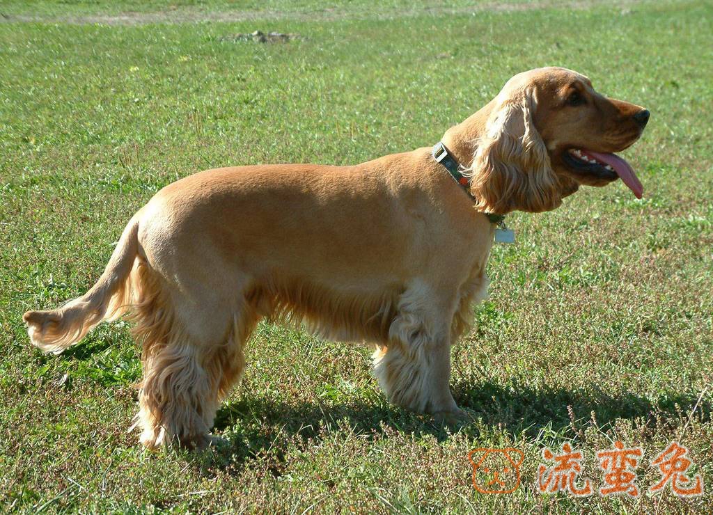 可卡犬为什么要切尾巴(2分钟了解可卡犬断尾的原因)