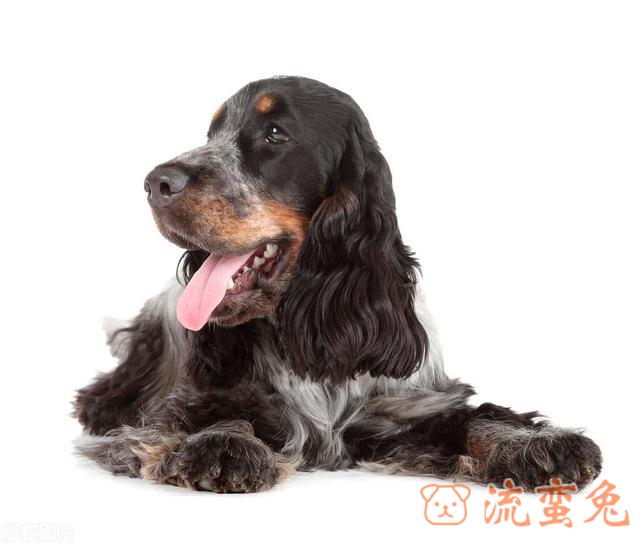 可卡幼犬怎么饲养(有关可卡幼犬饲养方法介绍)