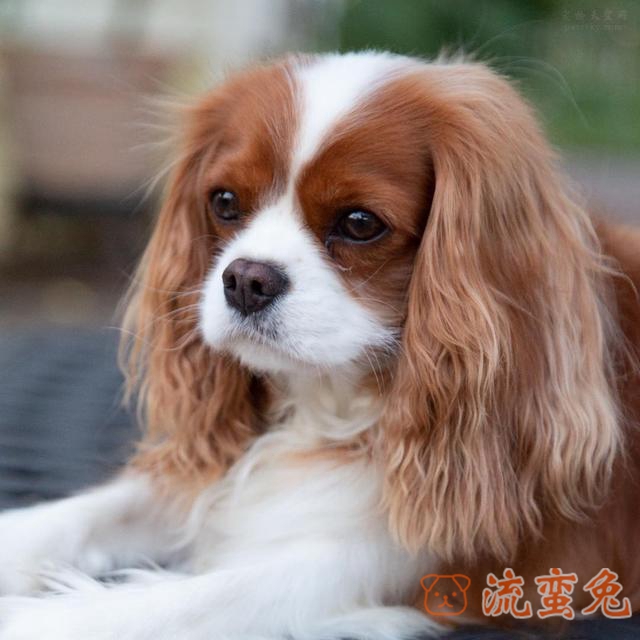 可卡犬智商高吗(了解可卡犬智商介绍)