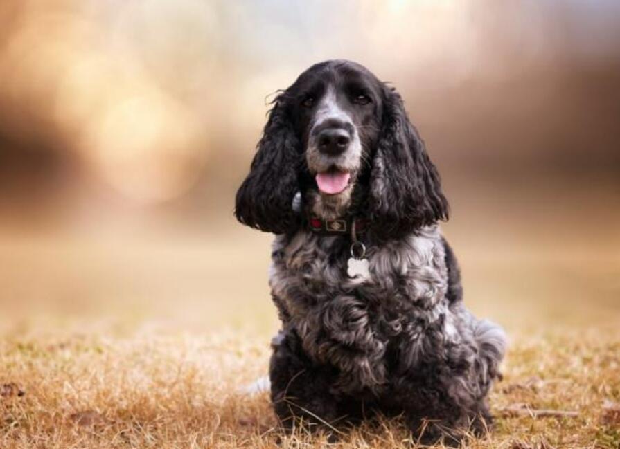 可卡犬鼻子发白怎么回事(了解可卡犬鼻子发白原因及治疗方法)