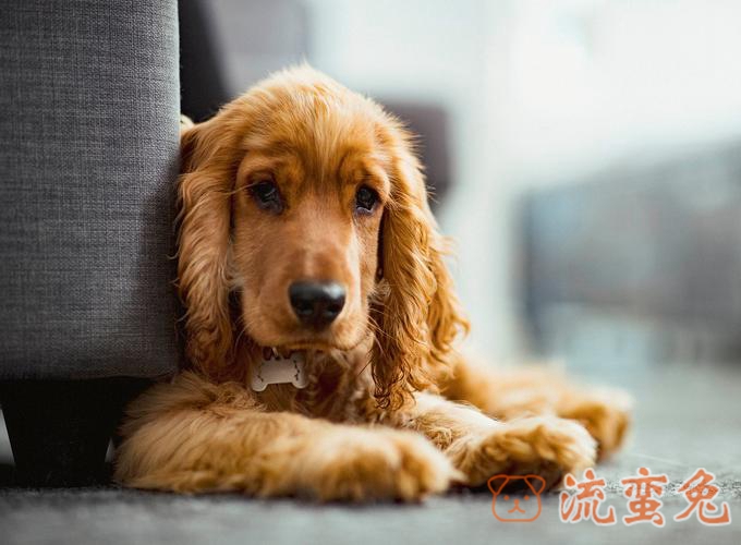 可卡犬鼻子上有结痂怎么回事(引起可卡犬鼻子结痂原因介绍)