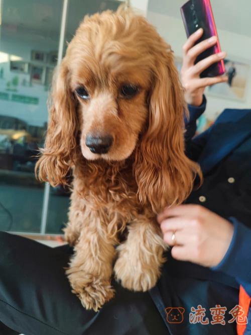 金毛犬和可卡犬有什么区别(有关两者的差异介绍)