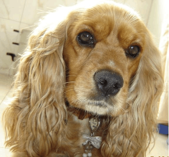 可卡犬鼻子干燥出血怎么办(了解可卡犬鼻子干燥原因及治疗方法)