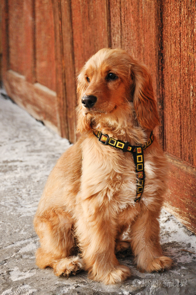 可卡犬耳朵怎么清理干净(可卡犬耳朵护理方法介绍)