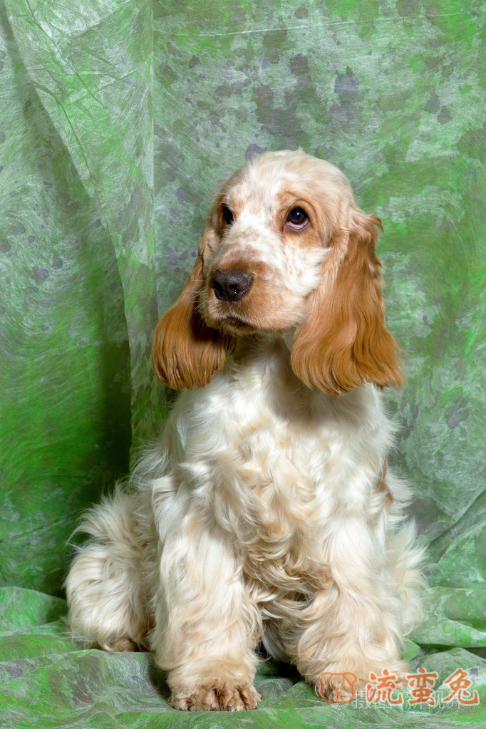 可卡犬怎么训练上厕所(可卡犬如厕训练方法)