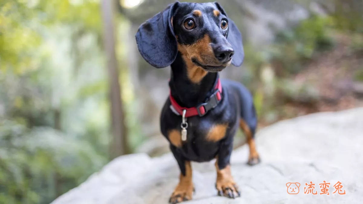 腊肠犬如何训练(腊肠犬正确训练方法介绍)