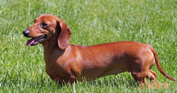 长毛腊肠犬多少钱一只(长毛腊肠犬价格介绍)