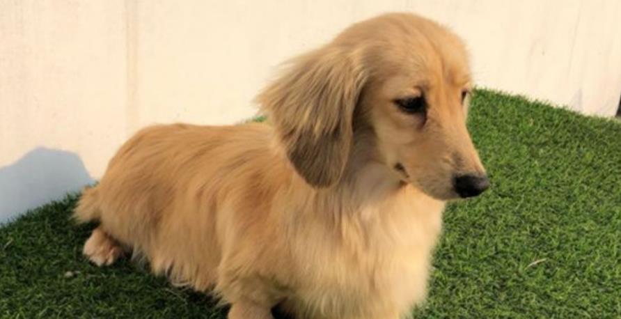 腊肠犬智商怎么样(了解腊肠犬的智商介绍)