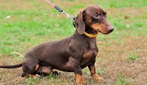 腊肠犬掉毛吗(解腊肠犬的毛发特点及如何减少掉毛)