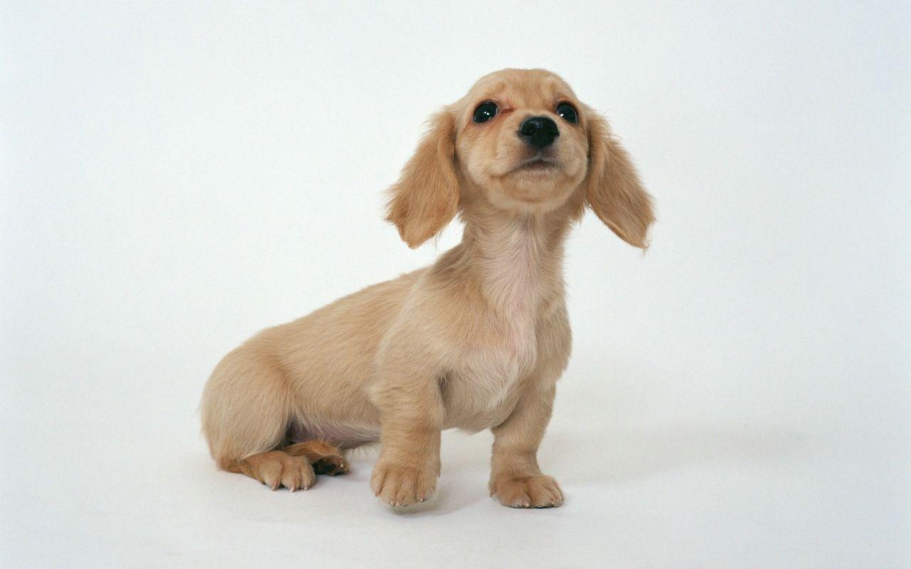 腊肠犬眼睛发红是怎么回事(了解腊肠犬眼睛发红原因)