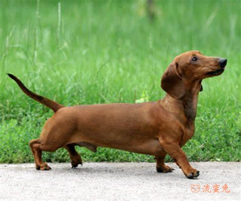 巧克力腊肠犬幼犬怎么养(了解巧克力腊肠犬幼犬养护方法)