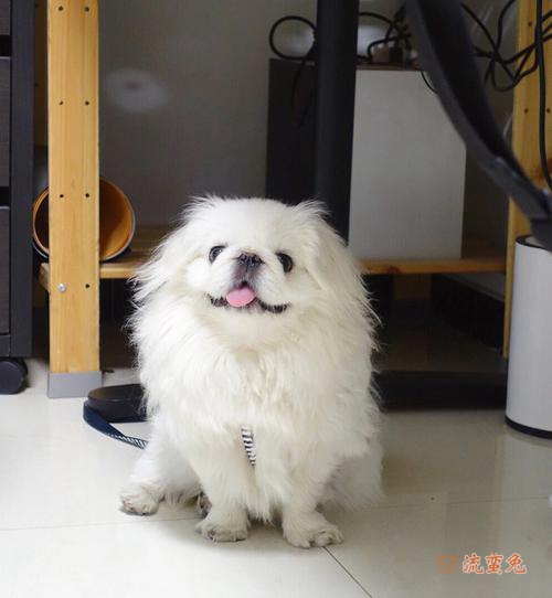 京巴犬不能吃什么(京巴犬食物禁忌结束)