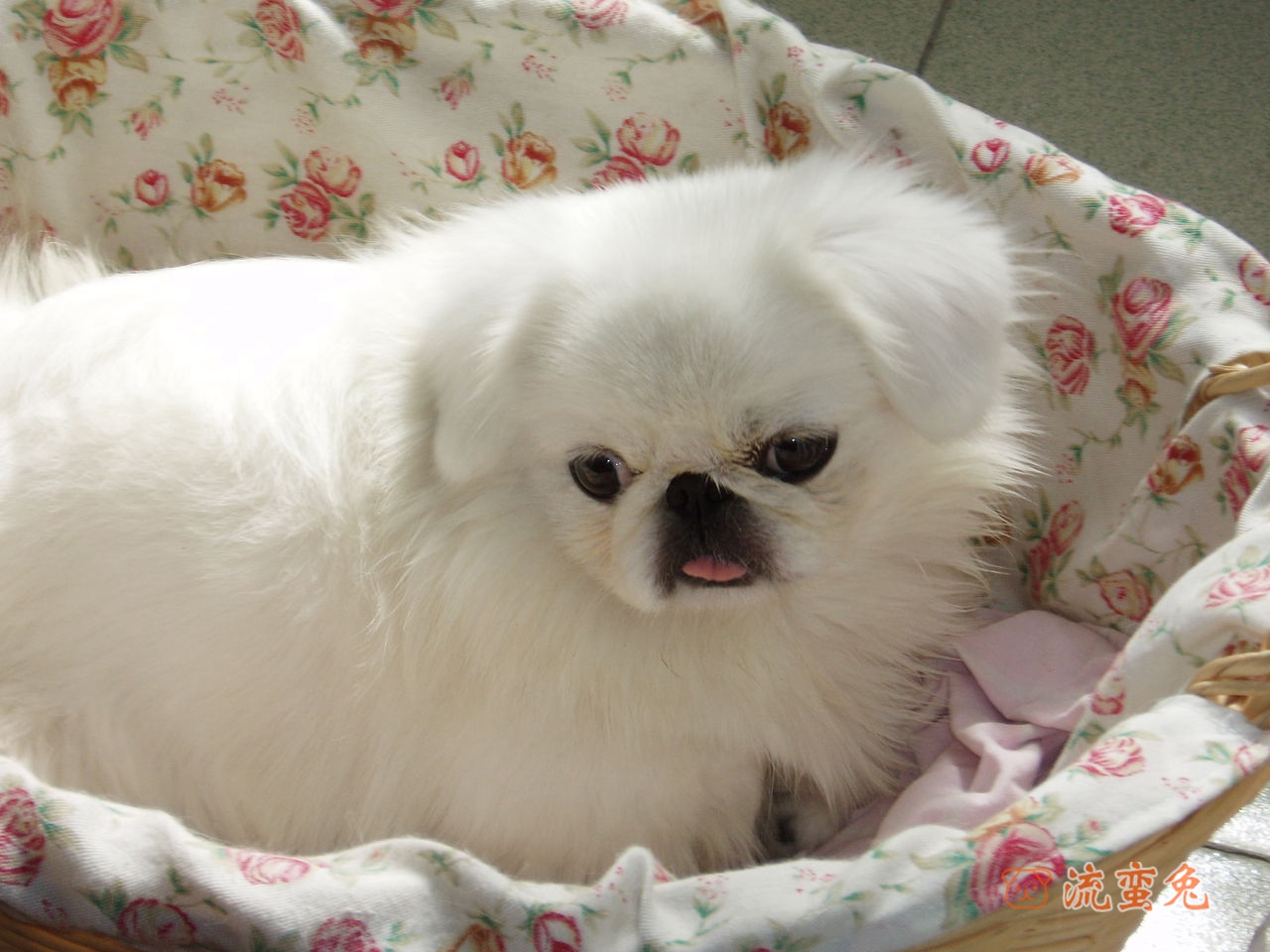 京巴犬智商相当于几岁孩子(有关京巴犬智商介绍)