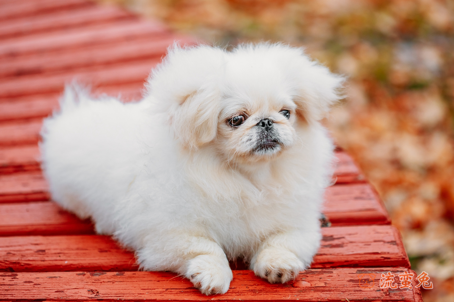 京巴犬怎么训练大小便(详解京巴犬定点大小便方法)