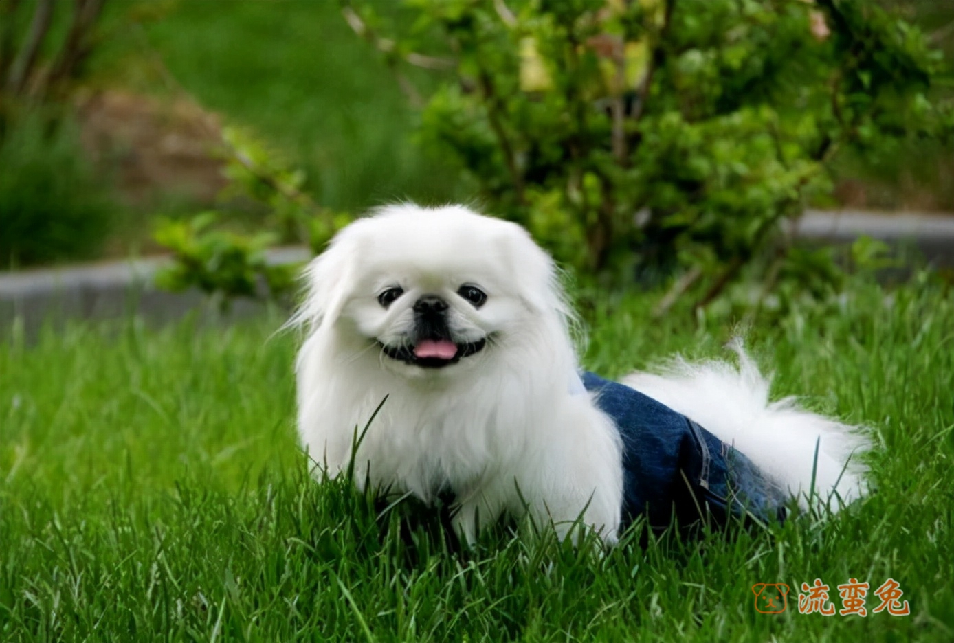 京巴犬眼睛发红处理方法