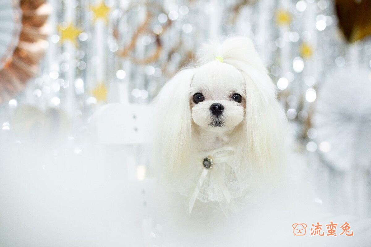 马尔济斯犬多少钱一只(马尔济斯犬价格介绍)