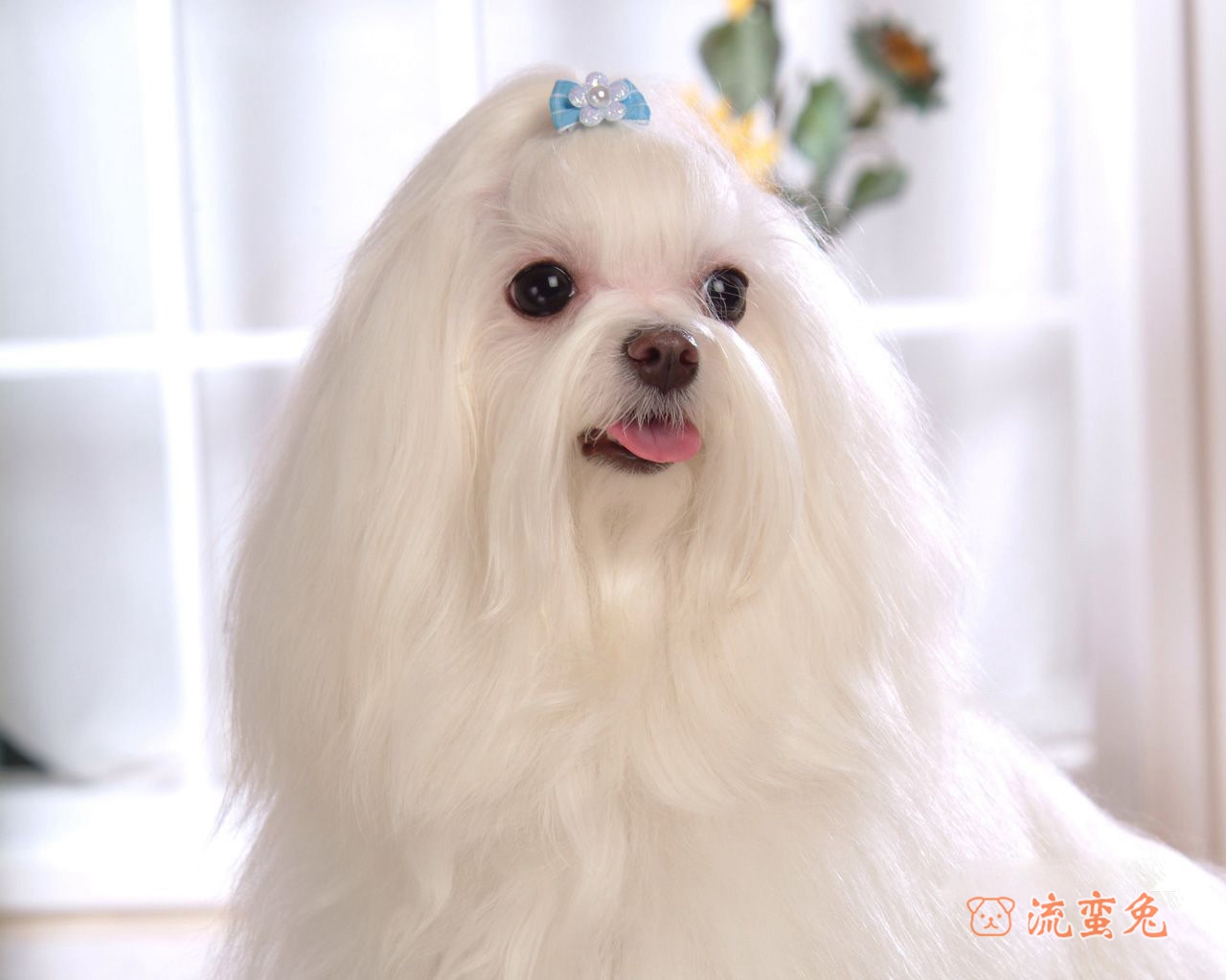 马尔济斯犬脱毛吗(了解马尔济斯脱毛最简单处理方法)