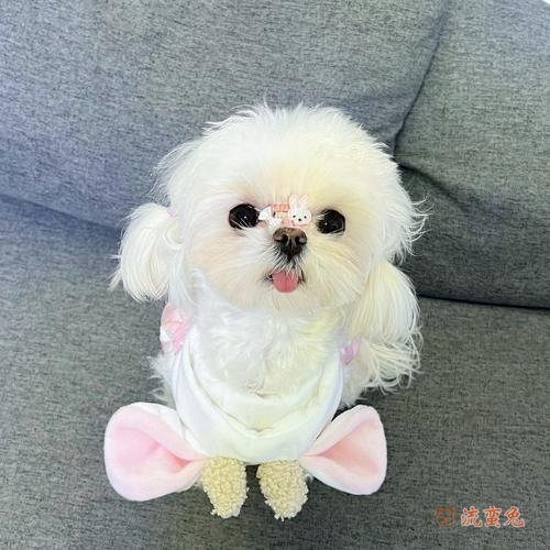 马尔济斯犬智商是怎么样的(了解马尔济斯犬的真实智商)