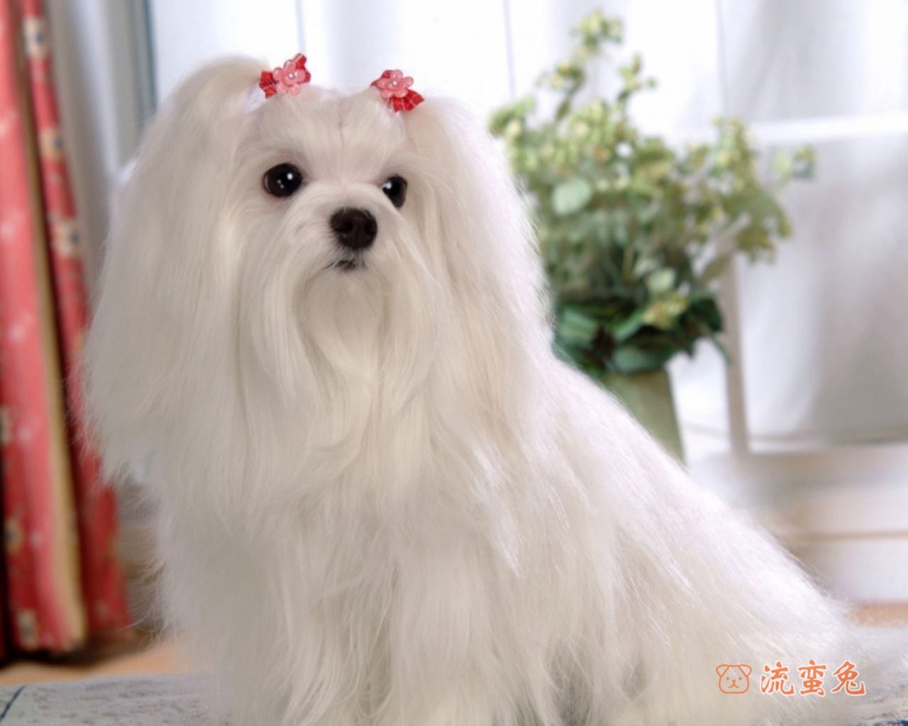 马尔济斯犬幼犬怎么养(马尔济斯犬幼犬养护方法及注意事项)