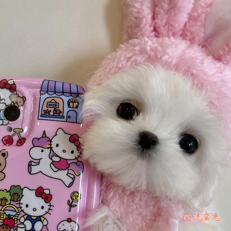 马尔济斯犬性格是怎么样的(了解马尔济斯犬性格特点和缺点)