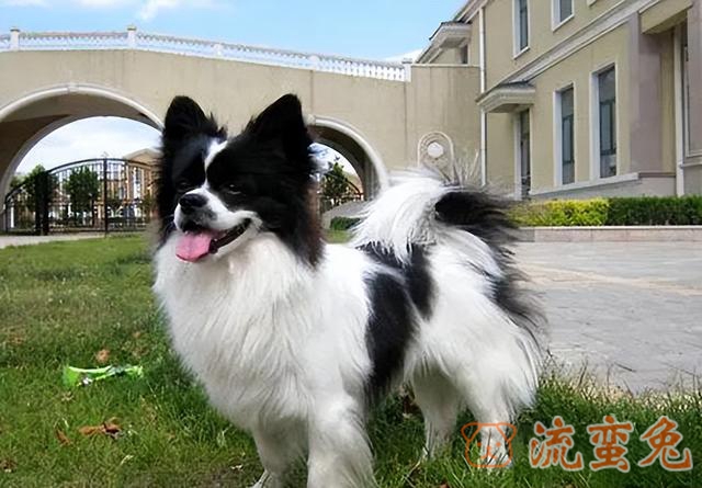 蝴蝶犬能长多大(了解蝴蝶犬长大后的体重)