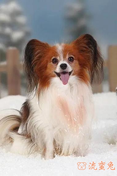 蝴蝶犬好养吗(了解蝴蝶犬的性格特点)