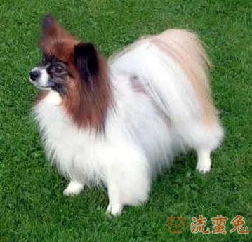 蝴蝶犬缺钙怎么办(蝴蝶犬正确补钙方法推荐)