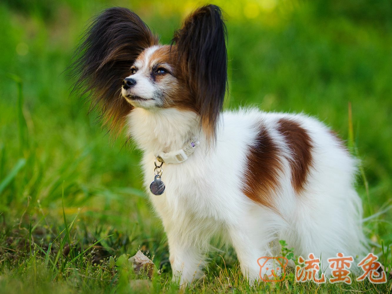 蝴蝶犬怎么训练大小便(蝴蝶犬大小便正确训练方法)