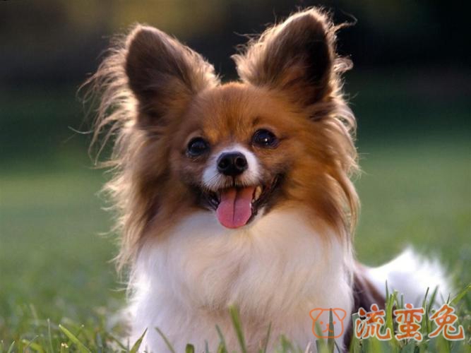 蝴蝶犬能活多久(了解蝴蝶犬的真实寿命)