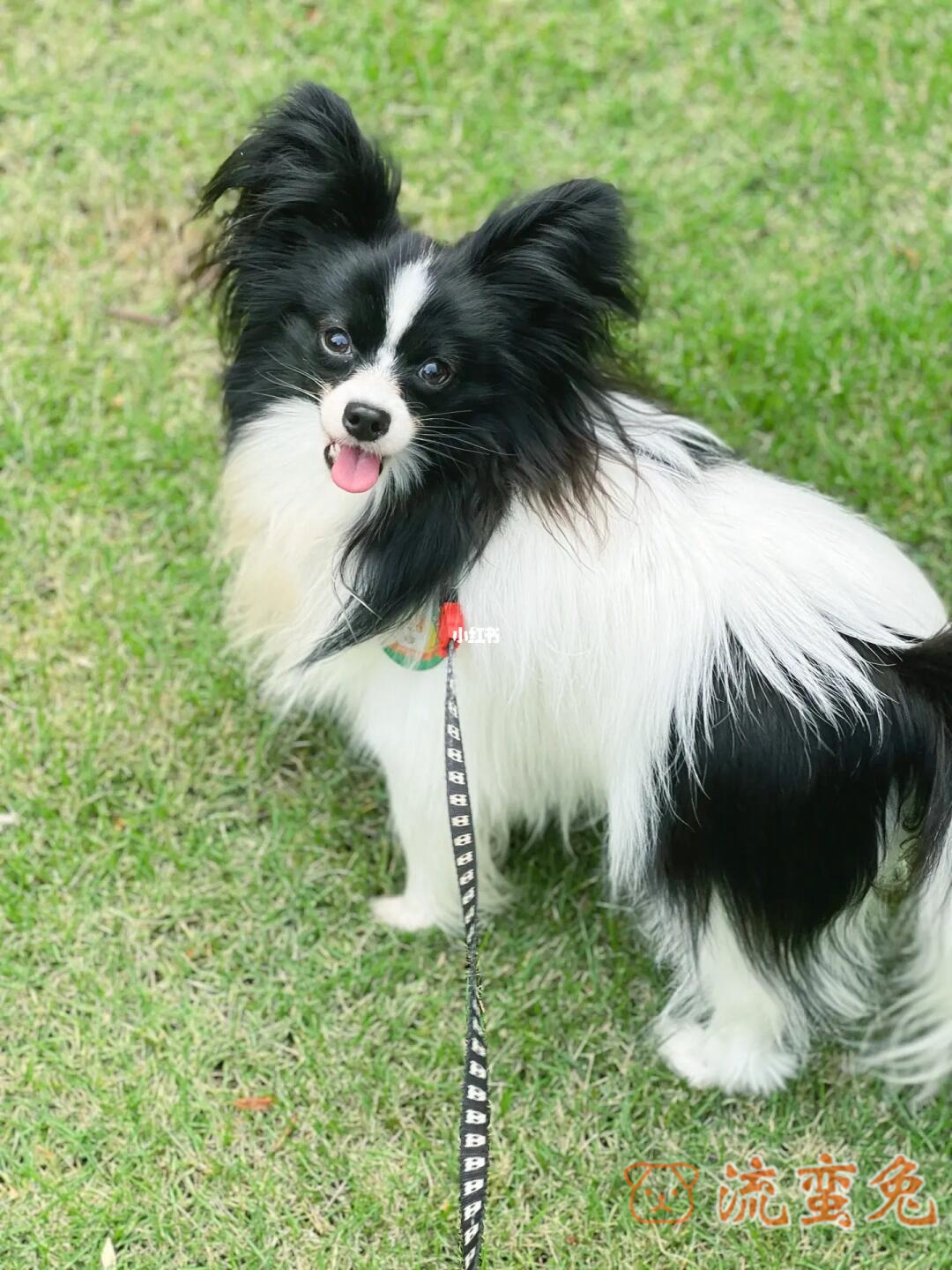 蝴蝶犬为什么禁养(了解蝴蝶犬被禁养的原因)