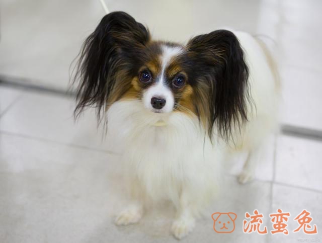 怎么给蝴蝶犬洗澡(详解蝴蝶犬正确洗澡方法)