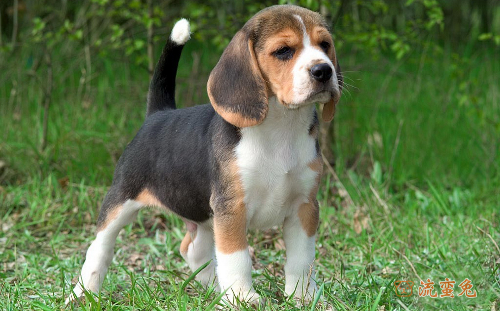 比格犬拉血怎么回事(比格犬拉血要注意这些问题)