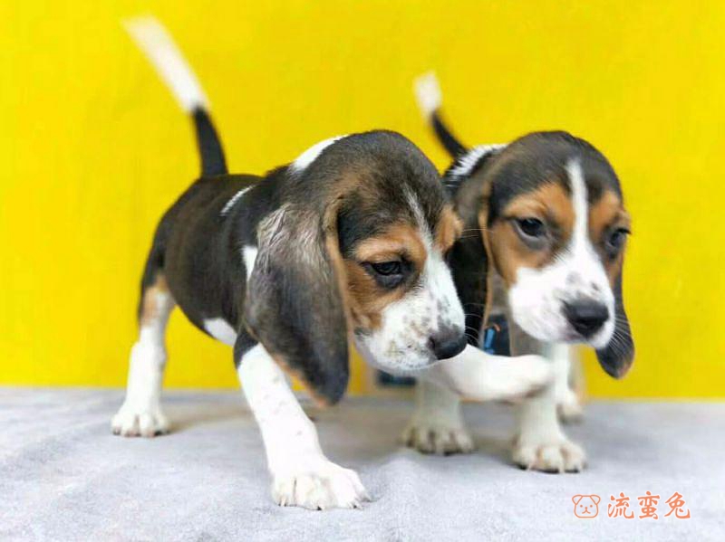 如何引导比格犬喝水(引导比格犬喝水的办法)