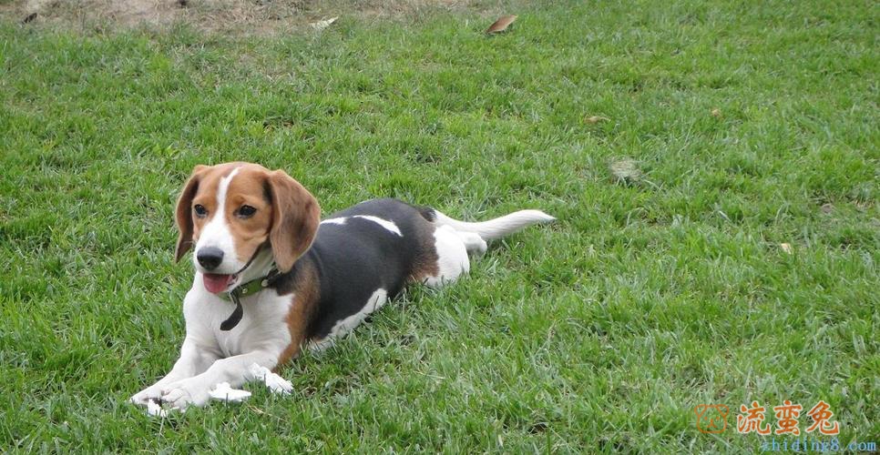 比格犬怎样训练(详解比格犬的训练方法)