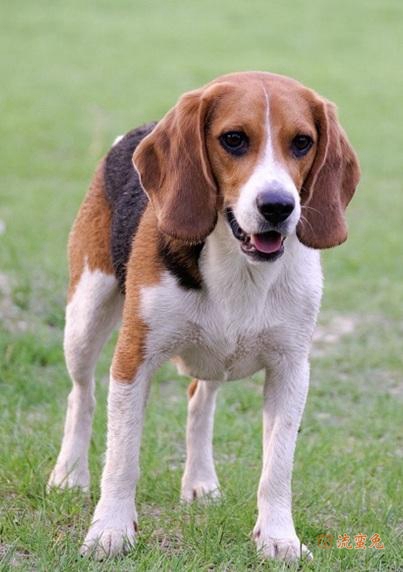 比格犬口腔溃疡怎么办(比格犬溃疡治疗办法)