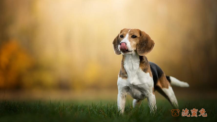比格犬为什么是实验犬(成为实验犬的原因)