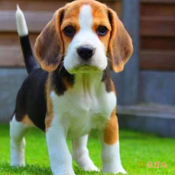 比格犬呕吐了怎么办(比格犬呕吐的原因)