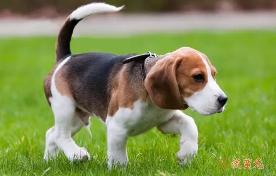 比格犬得了细小好治吗(得了细小的治疗注意事项)
