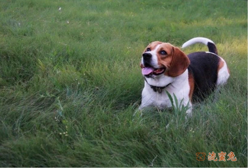 比格犬为什么爱扑人(盘点比格犬的性格特点)