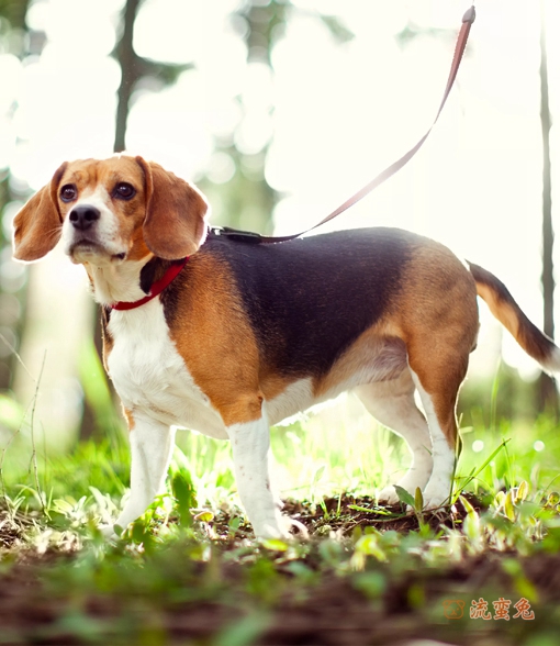 比格犬易患哪些疾病(盘点比格犬的常见病)